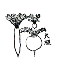 daikon